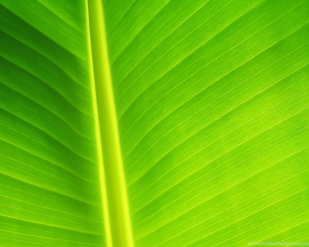 1280x1024 Light Green Leaf Desktop PC And Mac Wallpapers