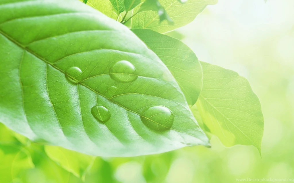 Download Wallpapers 2560x1600 Leaves, Drops, Light Green 2560x1600 ...