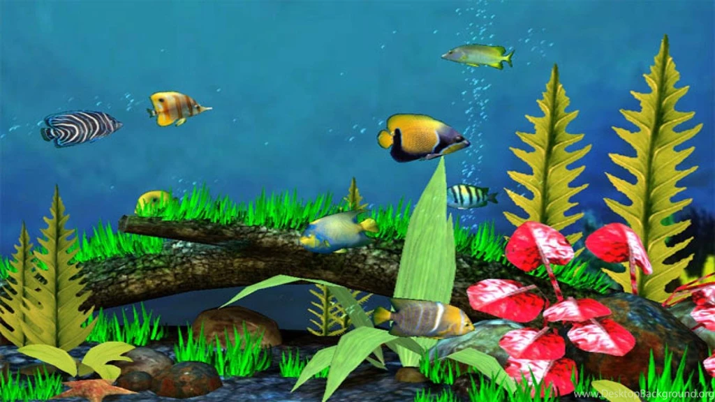 3d Fish Wallpapers 26732 Hd Wallpapers In Animals Imagescicom. Fish ...