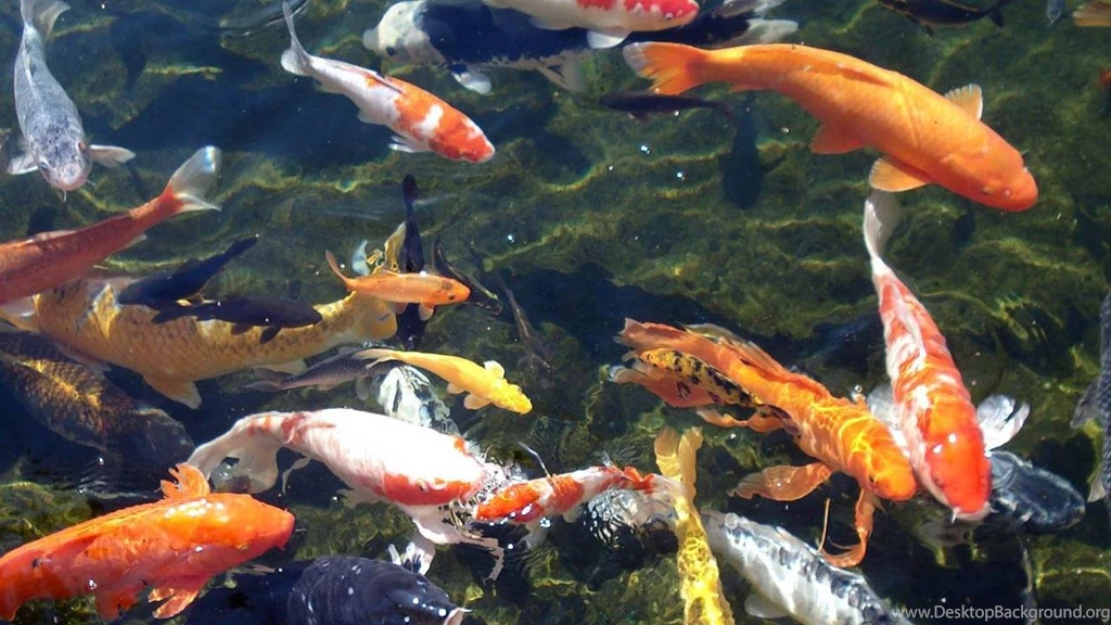 Koi Wallpapers