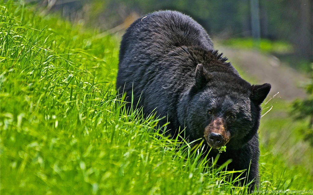 Black Bear Wallpaper Backgrounds 12336 2560x1600 UMad.com