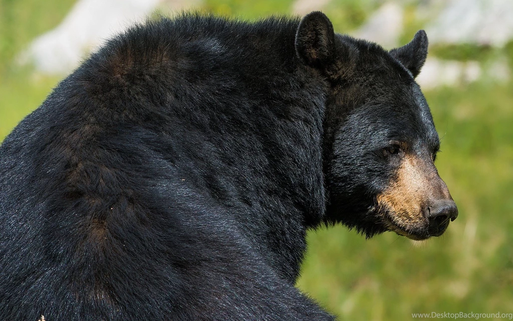 Black Bear Wallpapers Images Tbwnz.com