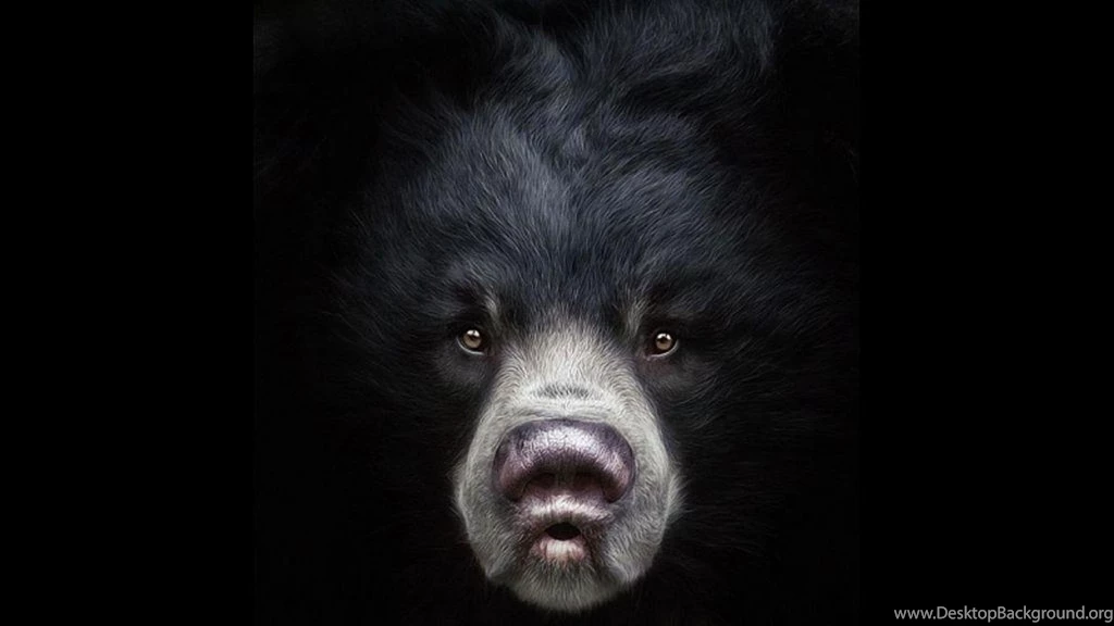 BLACK BEAR WALLPAPER (