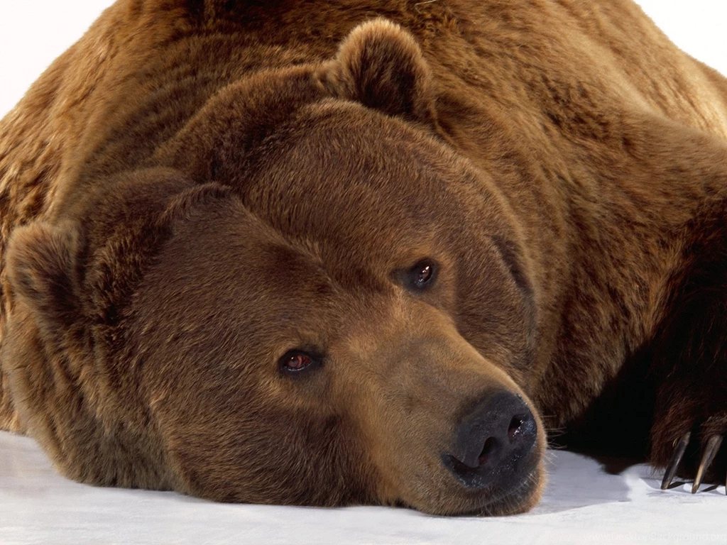 BLACK BEAR PHOTO WALLPAPER (
