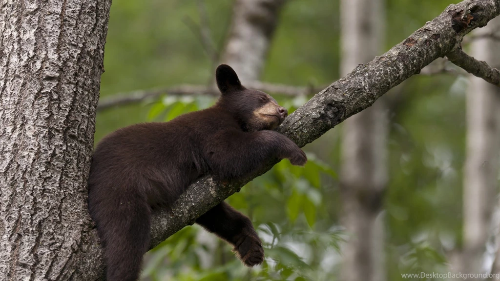 Black Bear Sleeping Wallpapers 1920x1080 648243