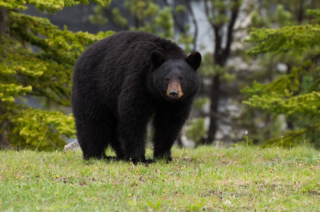 Baribal Black Bear Bear Forest Wallpapers