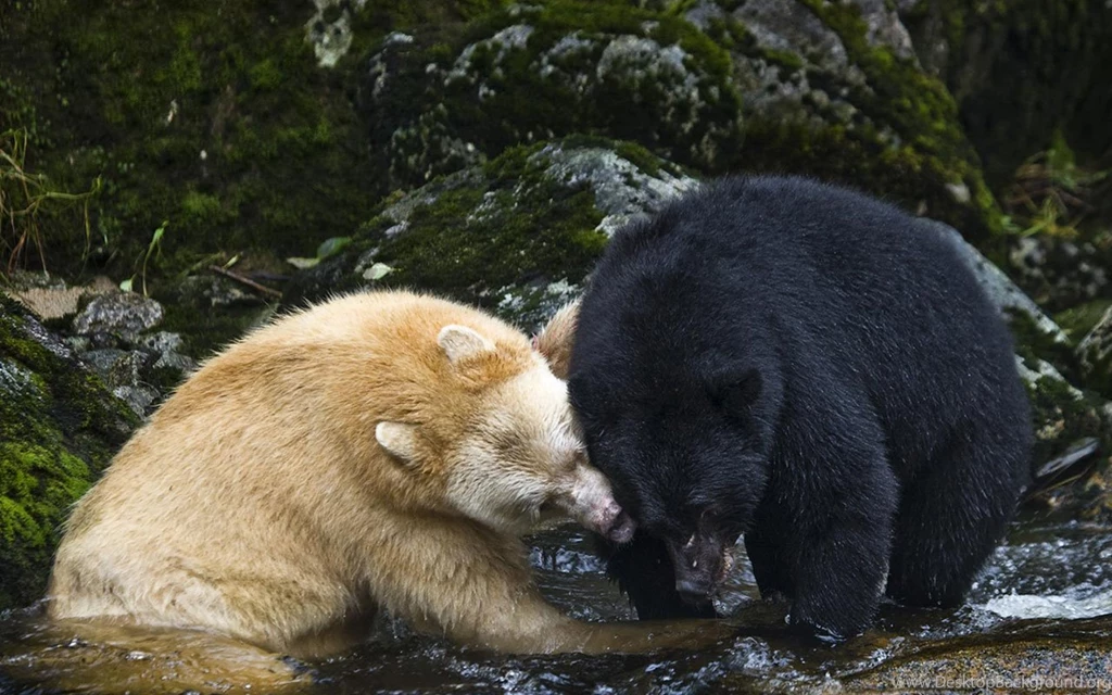 Wildlife Photography: Two Bear Creek In Prey - Animal Wallpapers ...