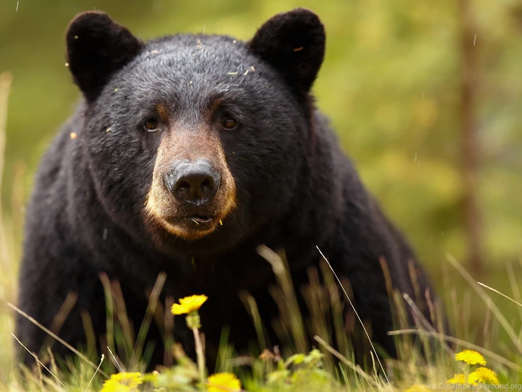 Baribal Black Bear Bear Muzzle Eyes Predator Wallpapers