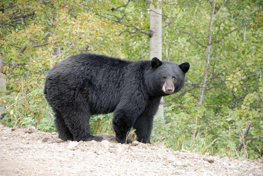 High Quality Black Bear Wallpapers