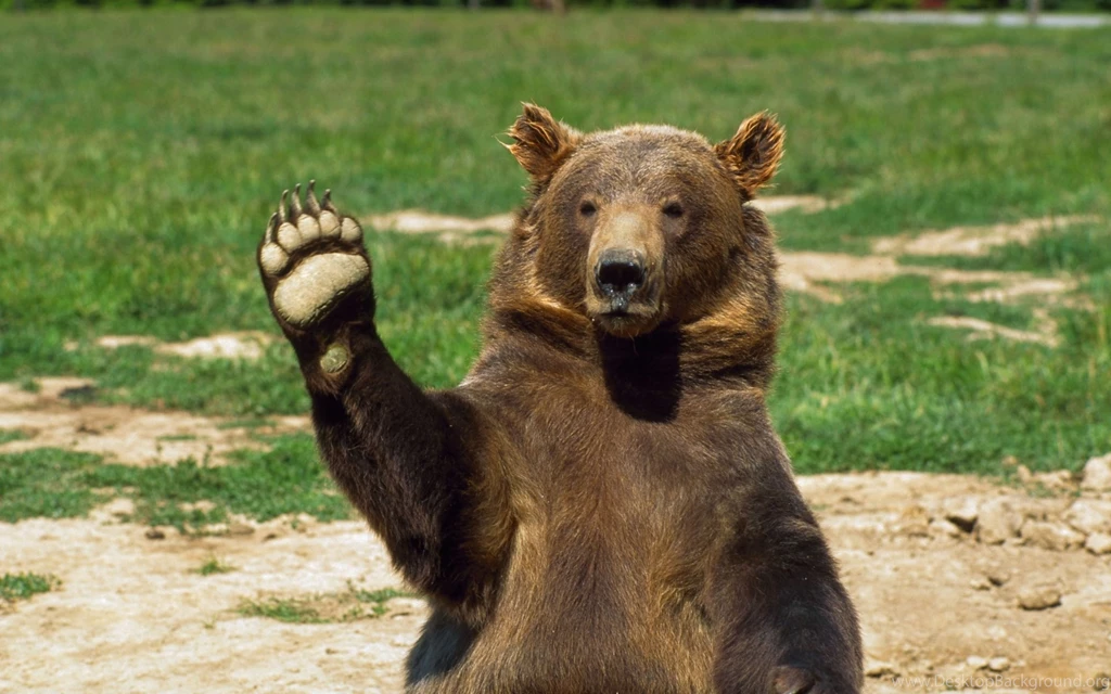 Bear Wallpapers