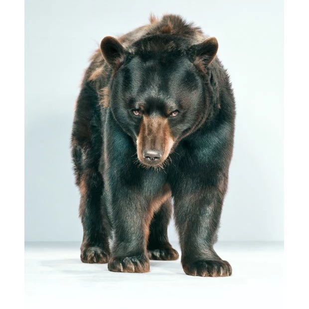 Cartoon Funny Funki: Angry Black Bear