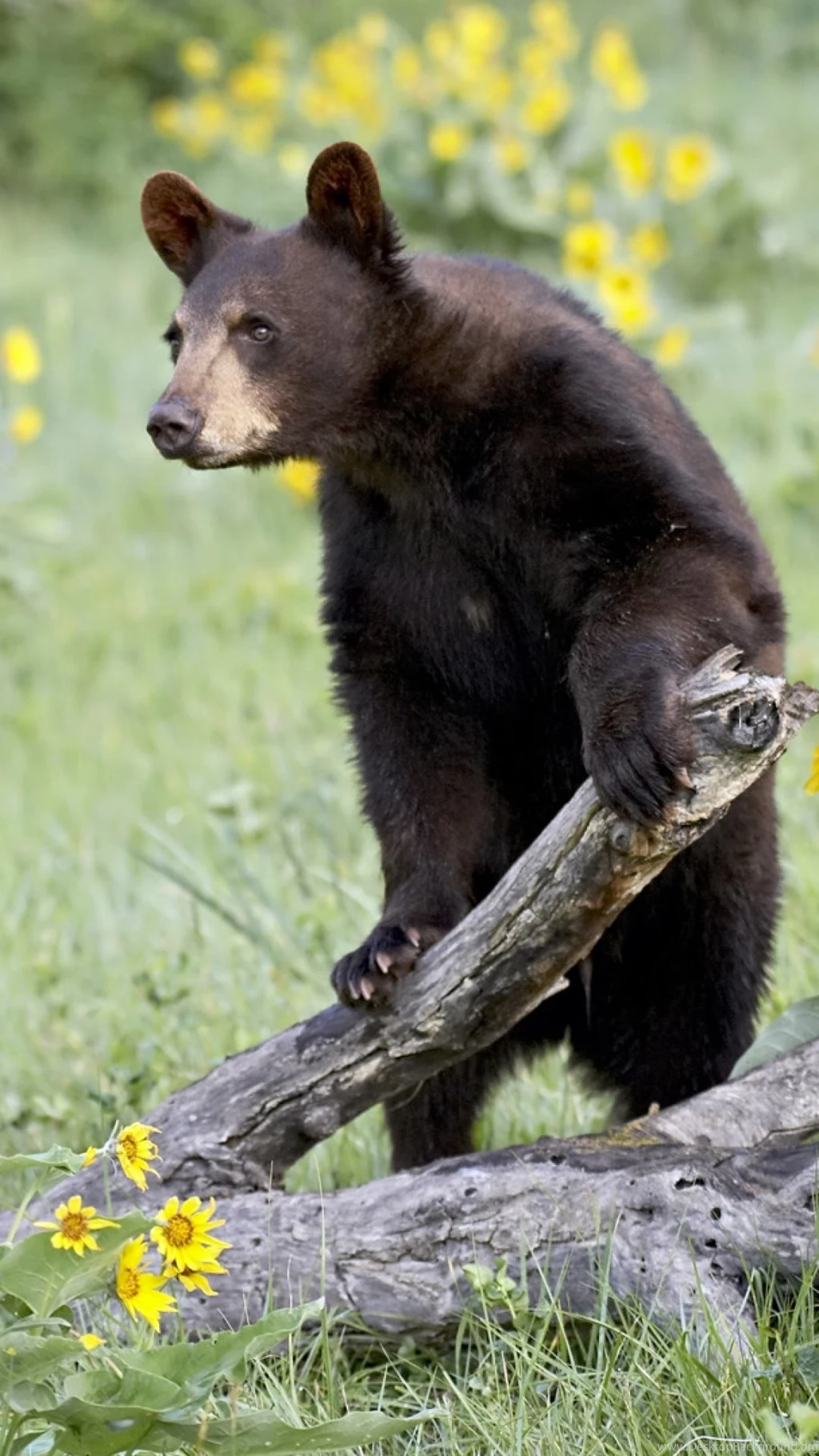 Black Bear S4 Wallpapers