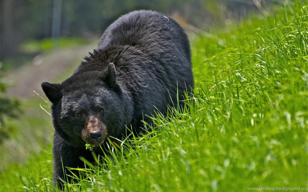 Picture Of A Black Bear In High Grass