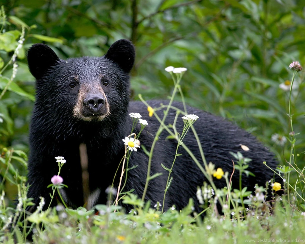 Black Bear 17 High Resolution Wallpapers Hdblackwallpaper.com