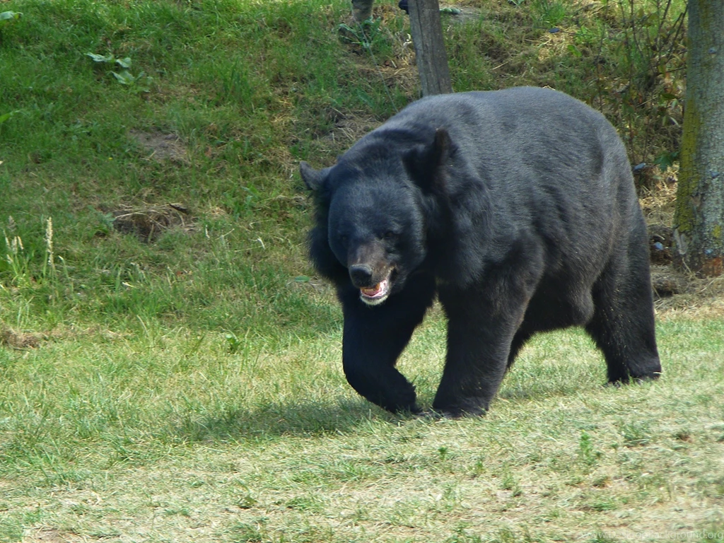 14 Quality Asiatic Black Bear Wallpapers, Animals