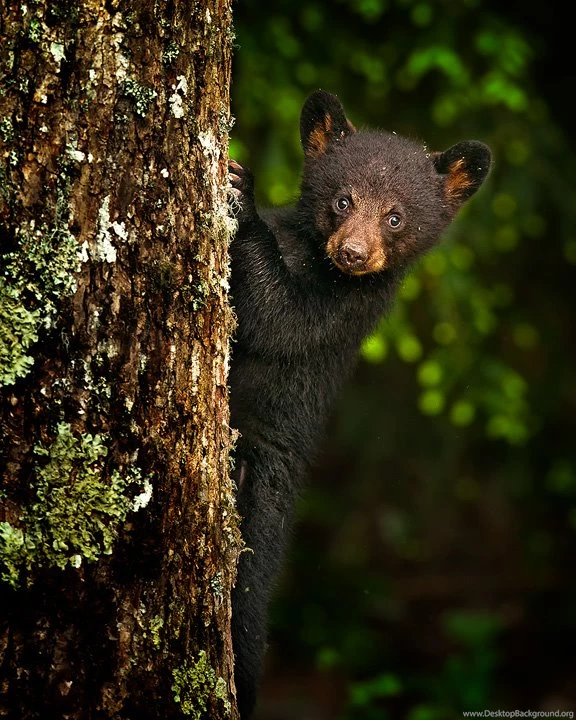 Black Bear Cub