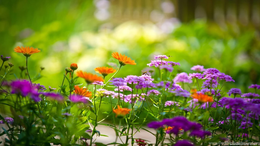 Hd Wallpapers Flower Free Download,desktop Wallpapers