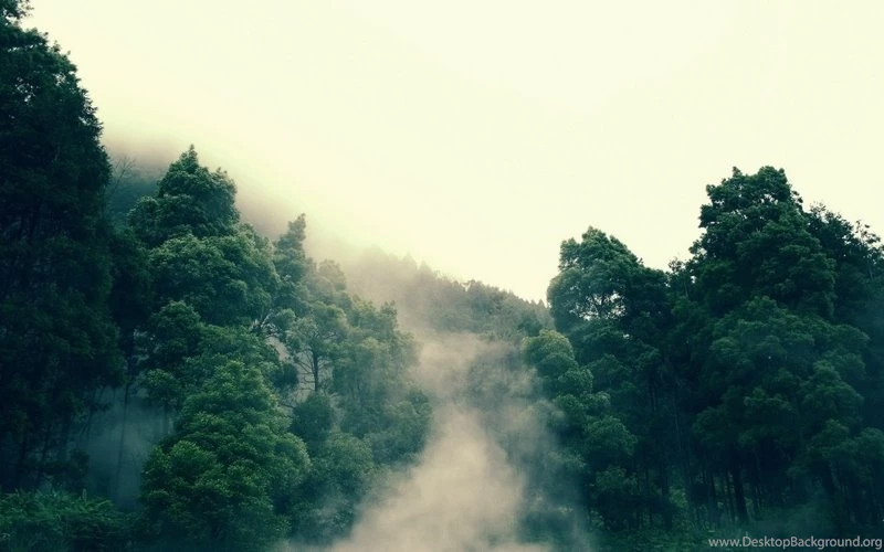 Mountains,trees Mountains Trees Forest Photography Fog 1920x1200 ...