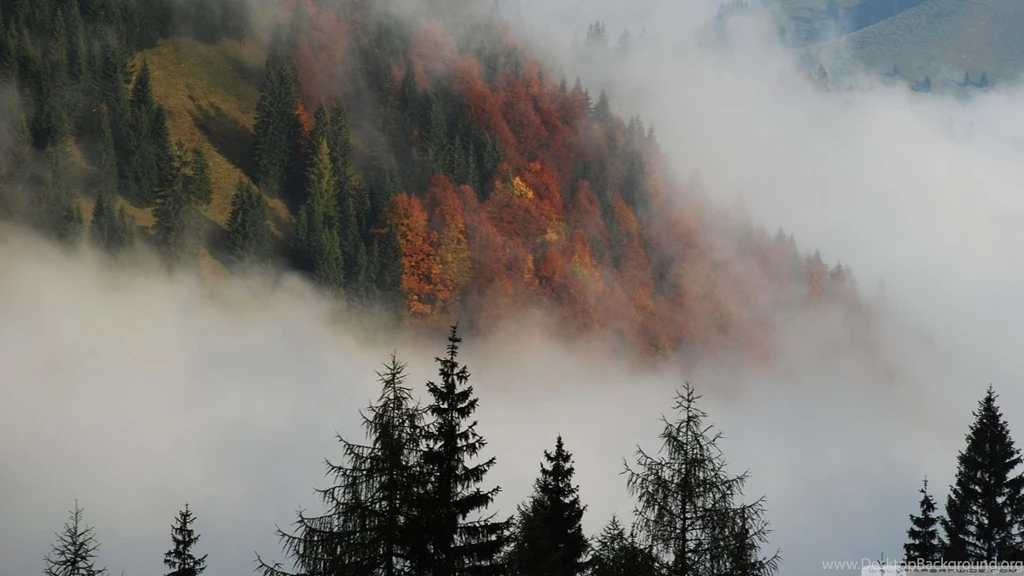Foggy Mountain Forest Wallpapers