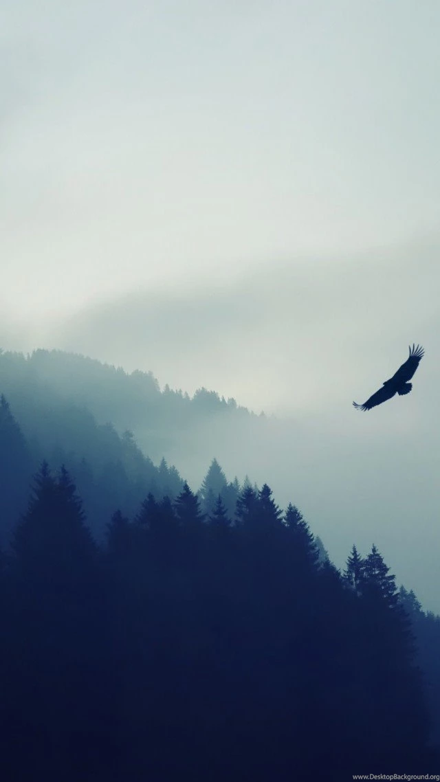 Forest Wallpaper, Nature / Mountains: Forest, Fog, Eagle ...