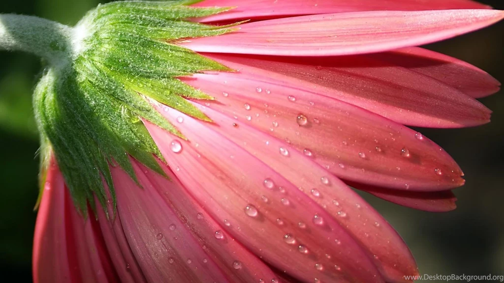 Fitness Desktop Wallpapers 1 Free Hd Wallpapers   Hivewallpaper.com