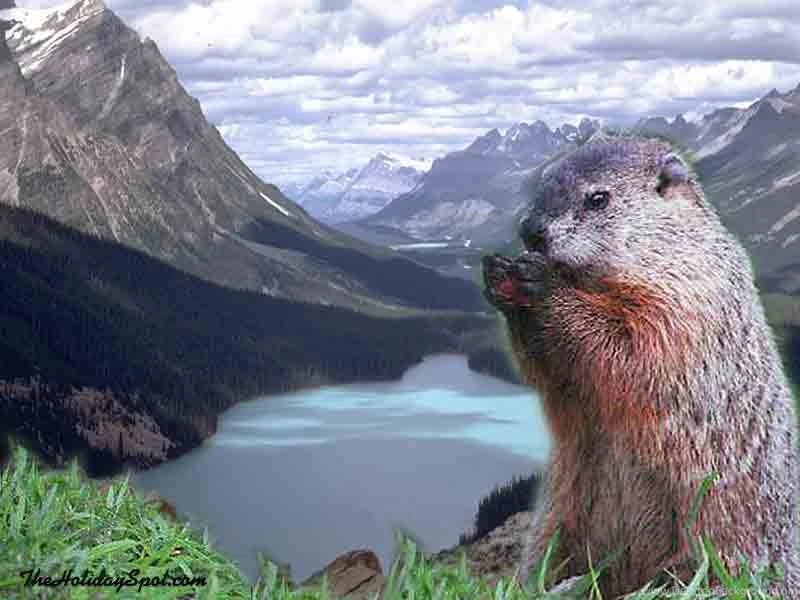 Groundhogday Wallpapers And Screensavers, Free.