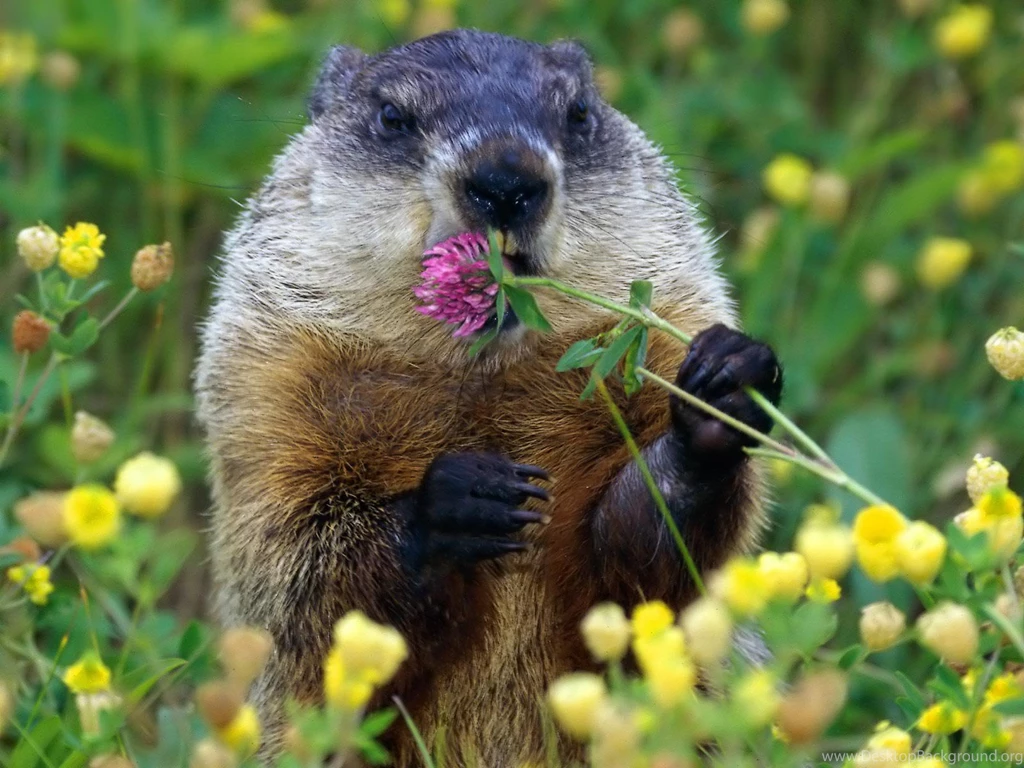 Groundhog Day Wallpapers Wallpapers Cave