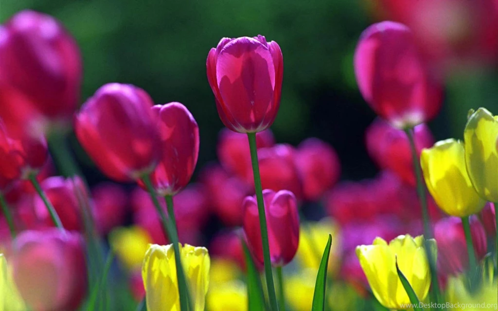 Tulip Spring Flowers Desktop Backgrounds