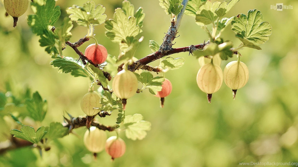 10 Spring Flowers HD Wallpapers