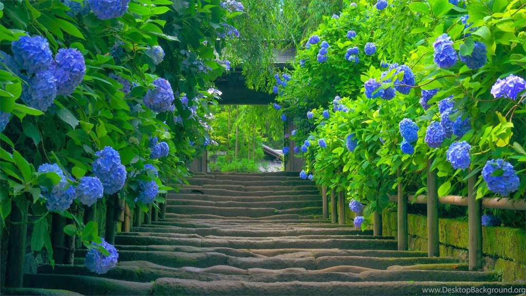 Natural Images HD Wallpaper Backgrounds Of Your Choice