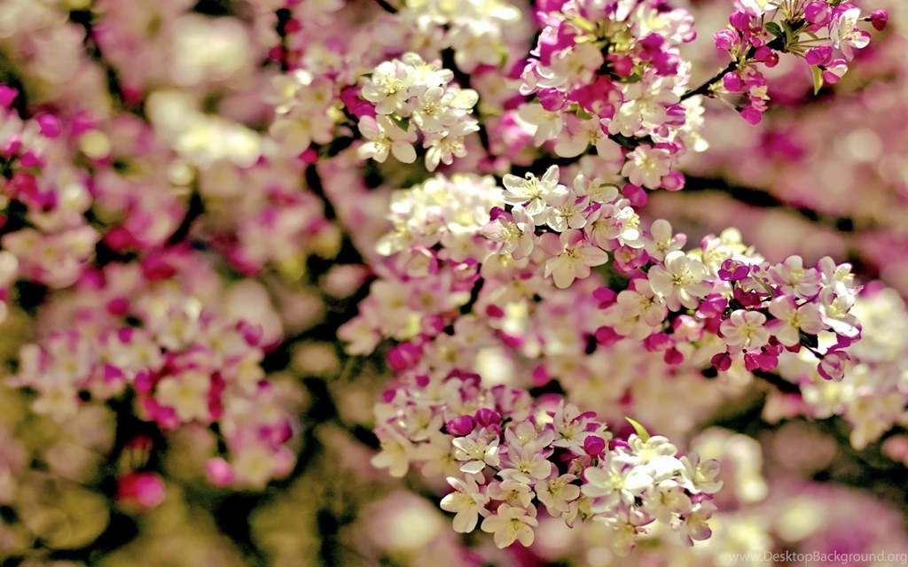Awesome spring flowers full hd wallpaper for desktop backgrounds ...