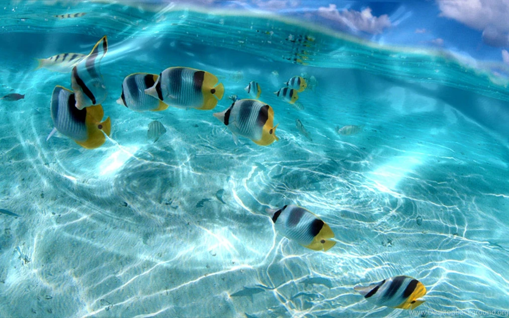 Live Wallpapers Free HD Wallpapers Pretty