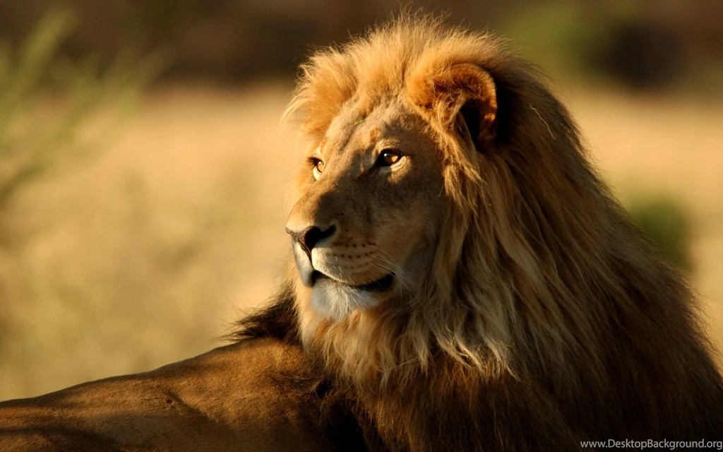Lion Wallpapers For Desktop Wallpapers Zone