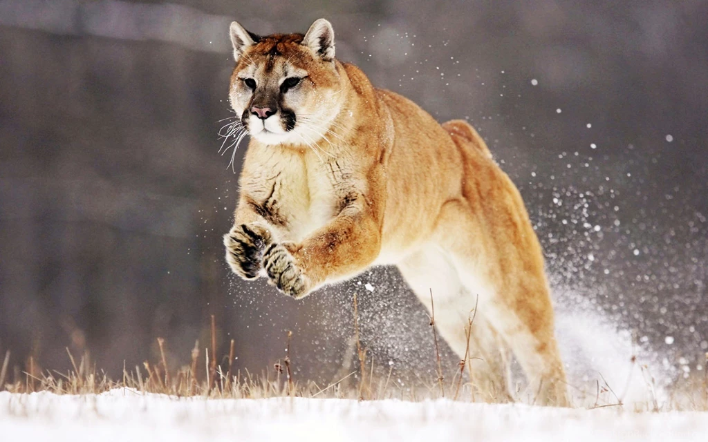 Desktop Wallpapers Of Lion In Hd Dowload 3d Hd Pictures.