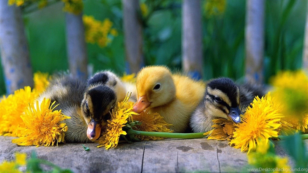 Baby Ducks Animal Widescreen Wallpapers 1366x768 Wallpapers ...