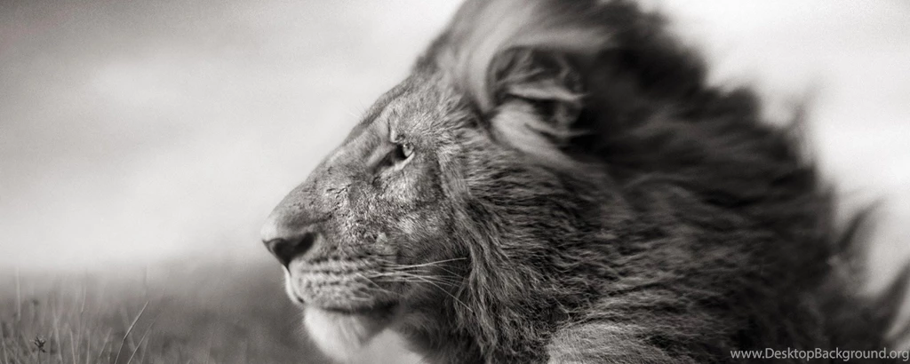 Dual Monitor Resolution Lion Wallpapers HD, Desktop Backgrounds ...