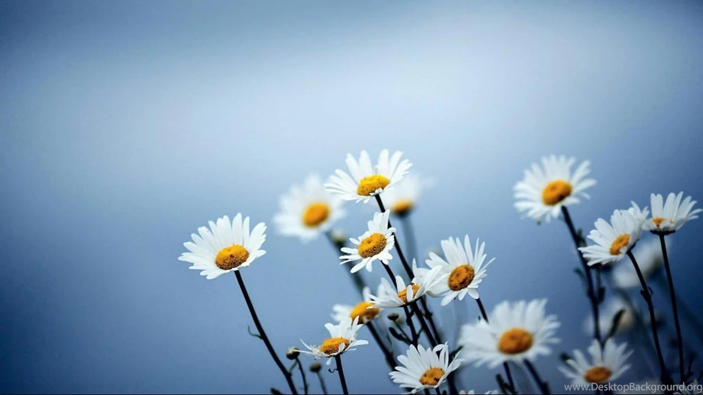 Simple Daisy Wallpaper Backgrounds Image 1366x768 Hd Wallpapers ...
