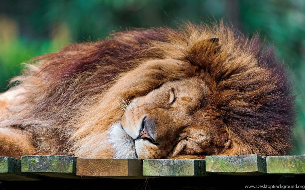 Sleeping Lion HD Desktop Wallpapers