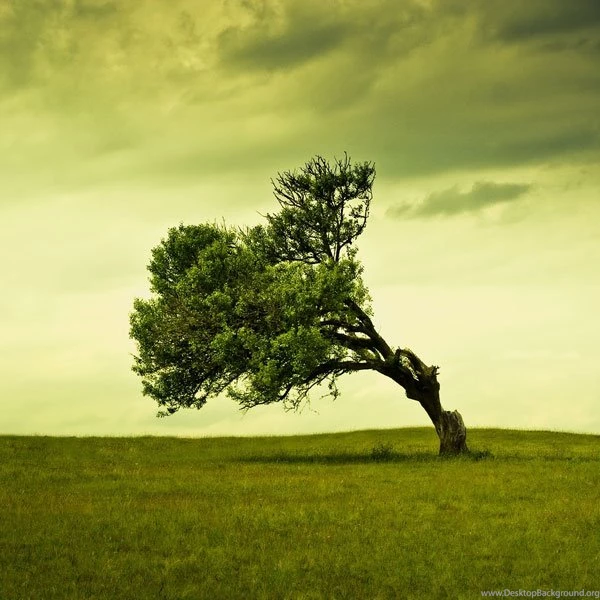 Beautiful Apple iPad Wallpapers (Nature Inspired)