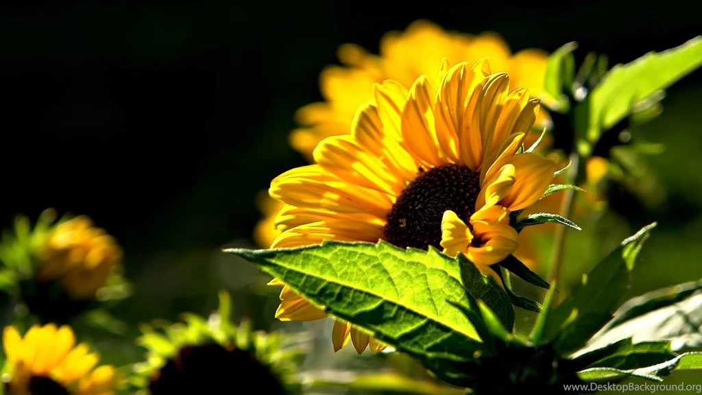High Resolution Images Of Nature 3d Hd Pictures.