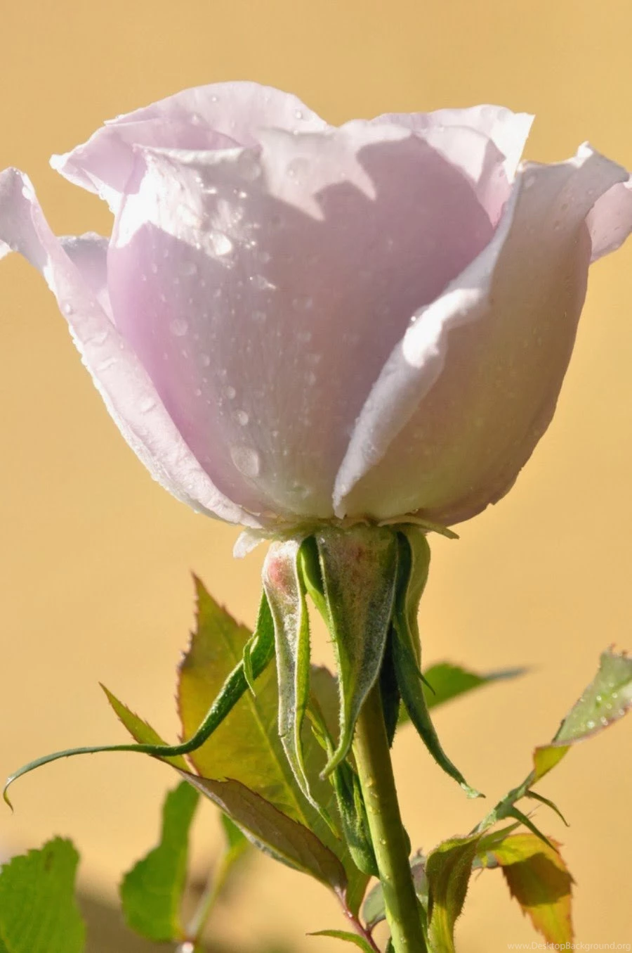 World's Most Beautiful Flowers Wallpapers