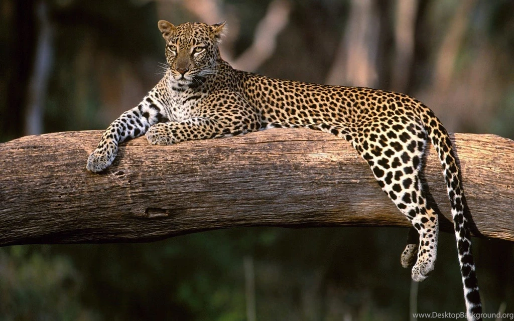 Hd Wallpapers Animals