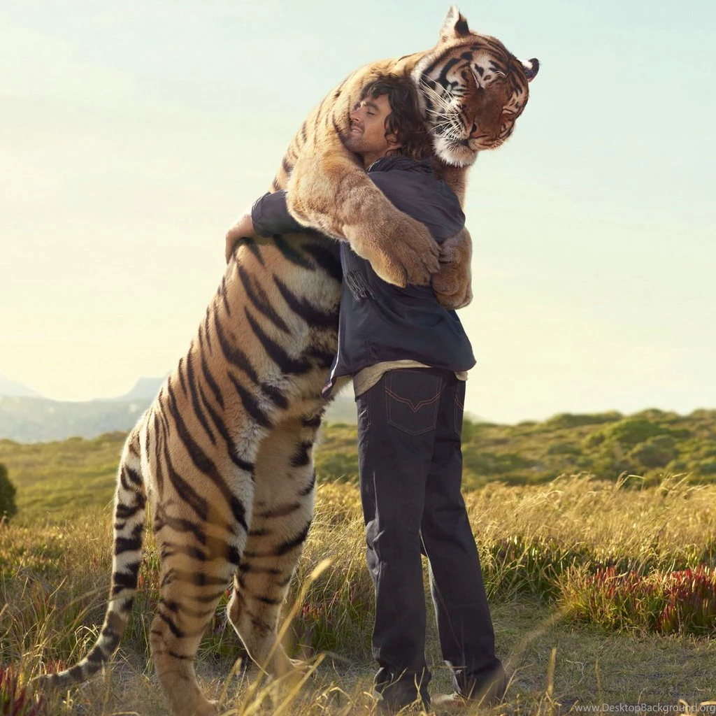 The Warm Hug With The Huge Tiger iPad Wallpapers Download