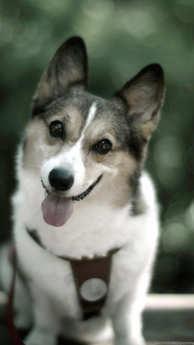 640x1136 Cute Dog Photo Iphone 5 Wallpapers