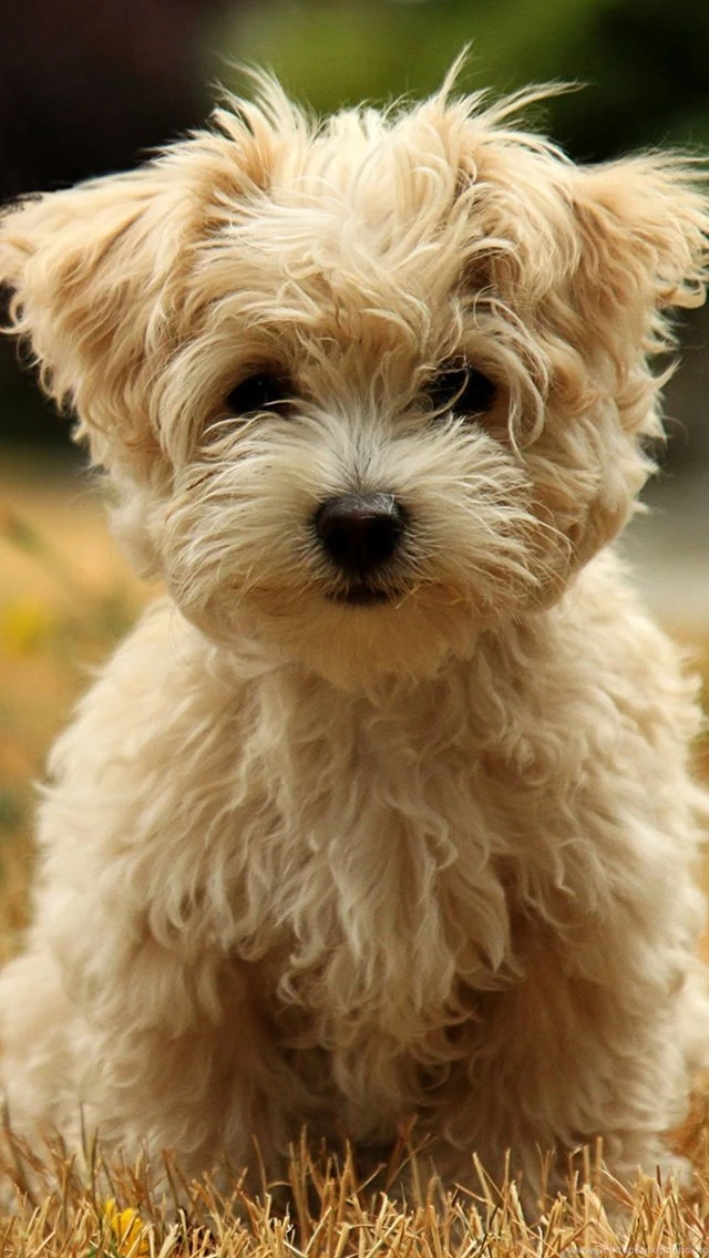 Cute Puppy In Autumn iPhone Wallpapers