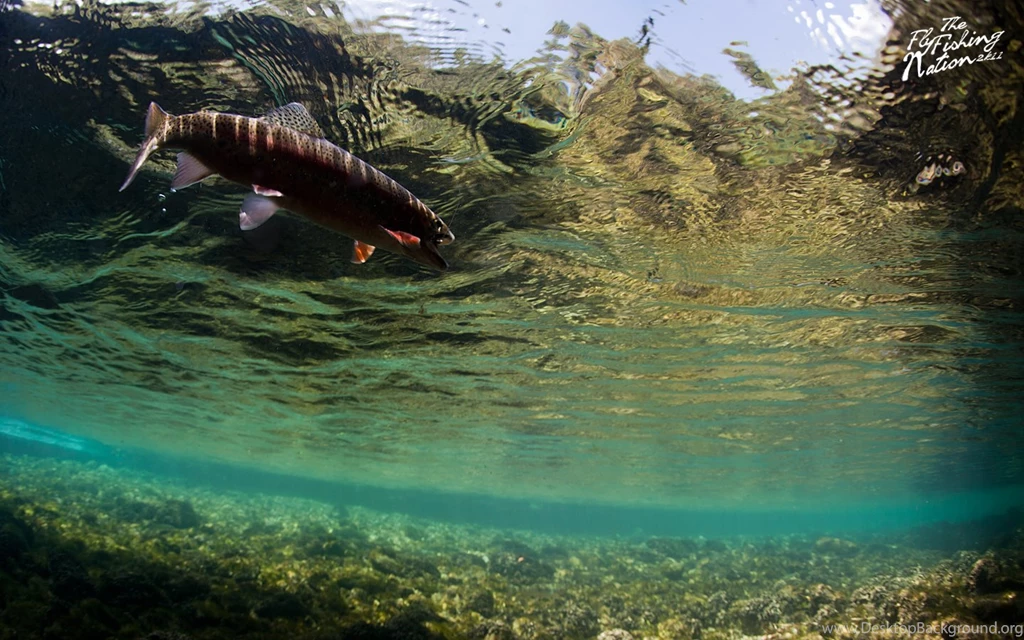Fly Fishing Wallpapers   HD Images, HD Pictures, Backgrounds ...