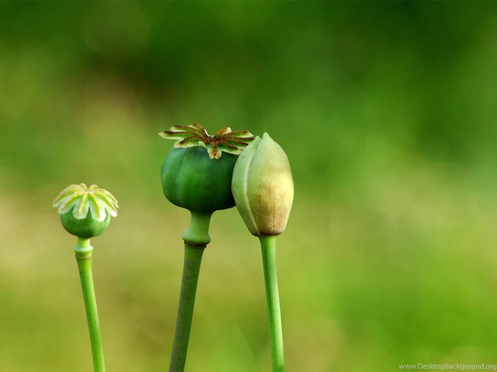 Small Flowers Nature Backgrounds Wallpapers
