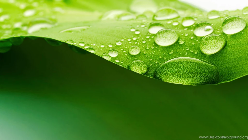 21+ Leaf Backgrounds, Wallpapers, Images