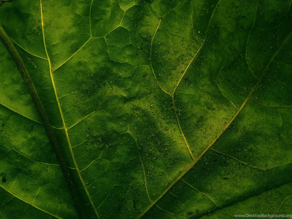 Leaf Wallpapers