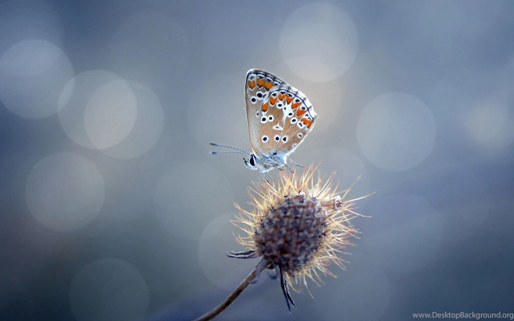 Butterfly On Plant Natural Scene 2014 Desktop Wallpapers